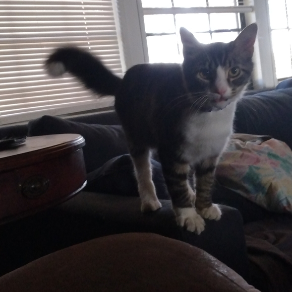 Meet your Posher, Shelia - Picture 4 of 4